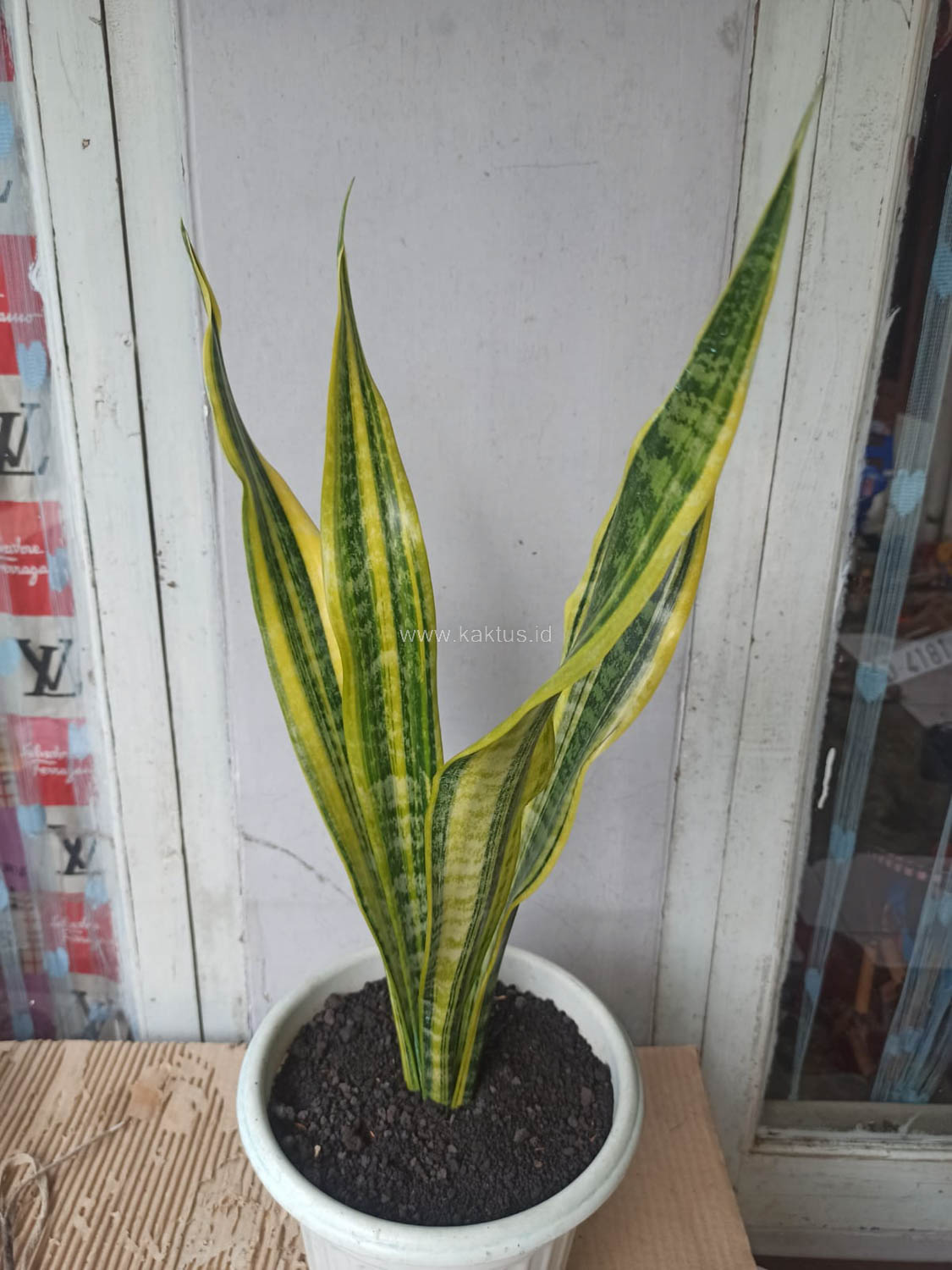 1137. Sansevieria Laurentii Variegated - Image 8