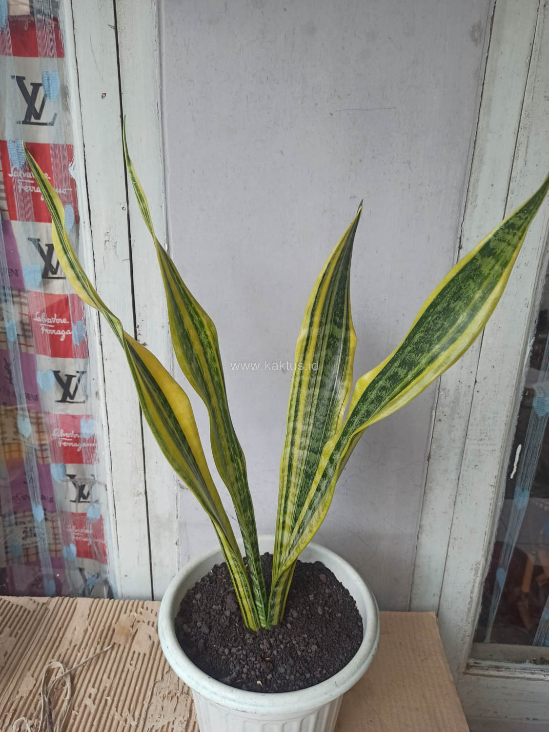 1137. Sansevieria Laurentii Variegated - Image 9