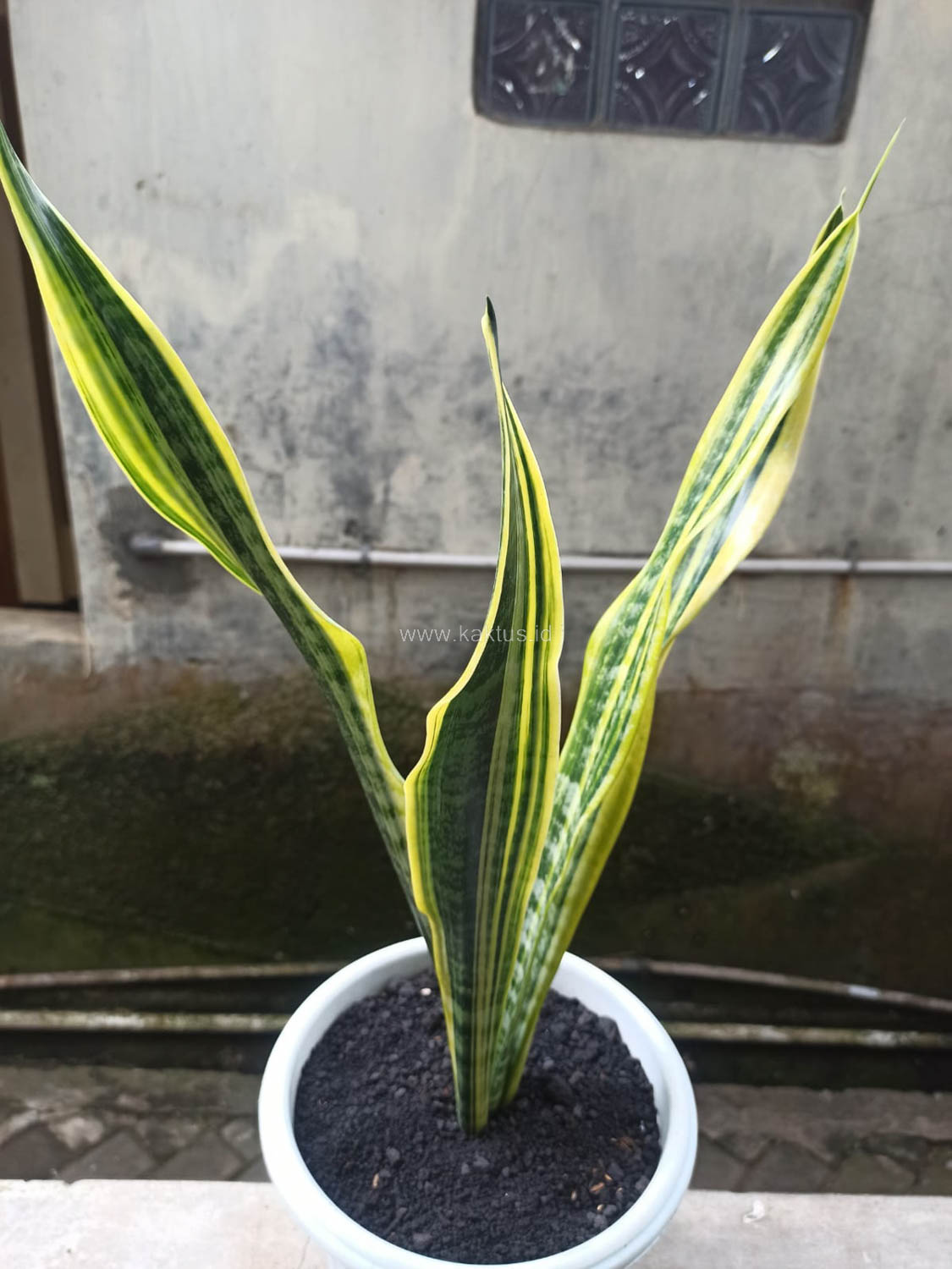 1137. Sansevieria Laurentii Variegated - Image 2