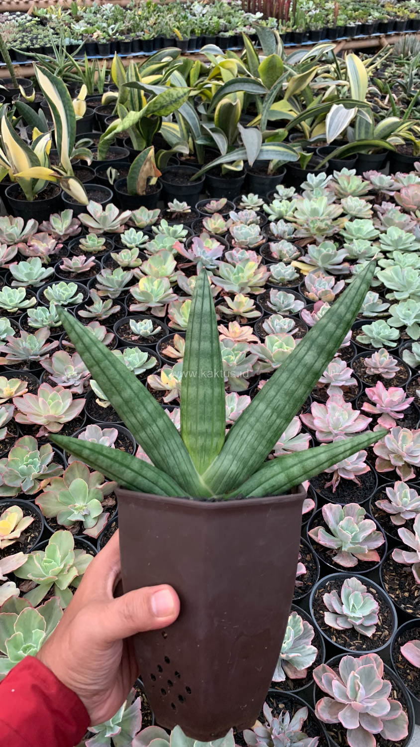1138. Sansevieria Vienna Mutation - Image 3