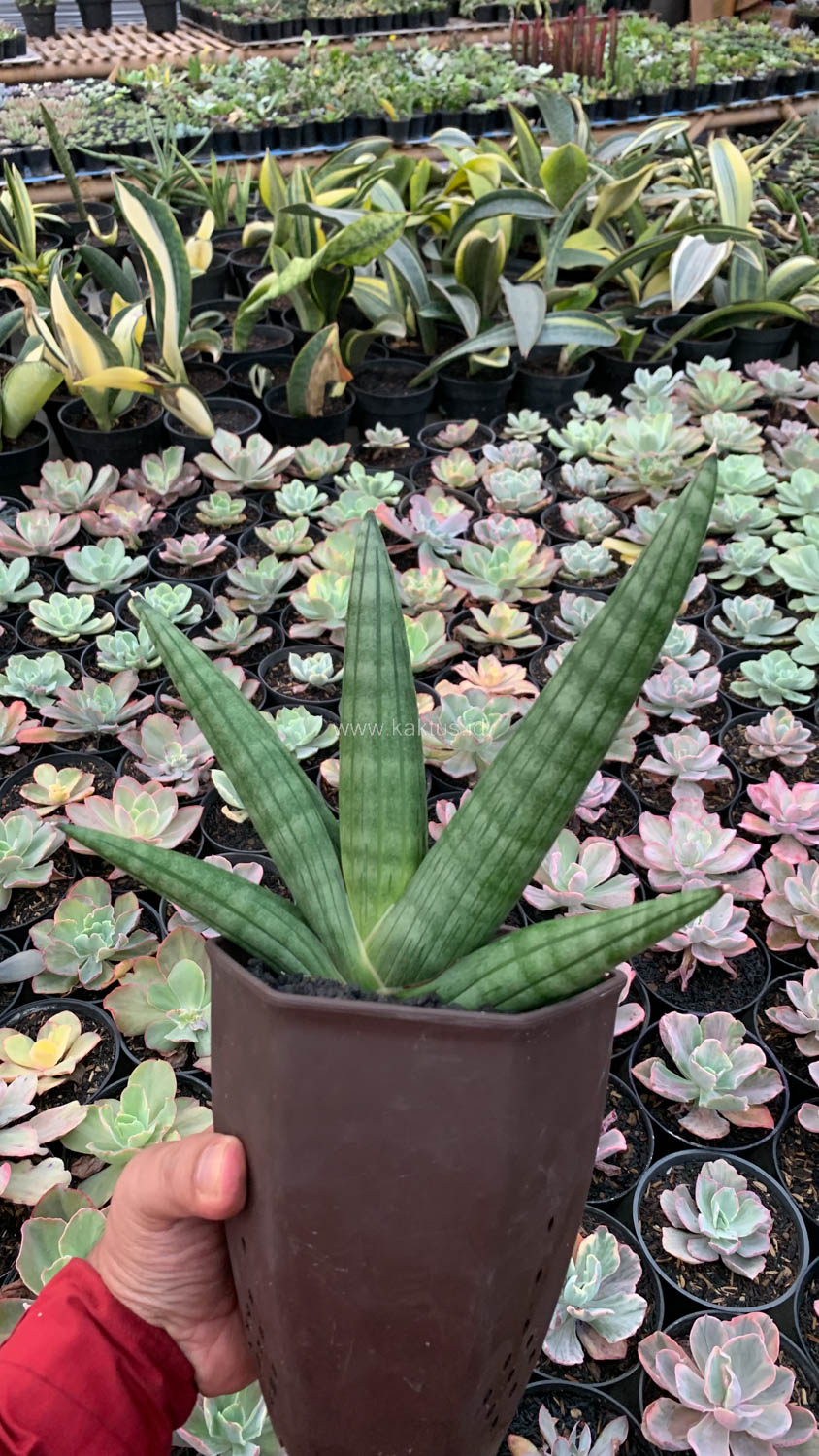 1138. Sansevieria Vienna Mutation - Image 4