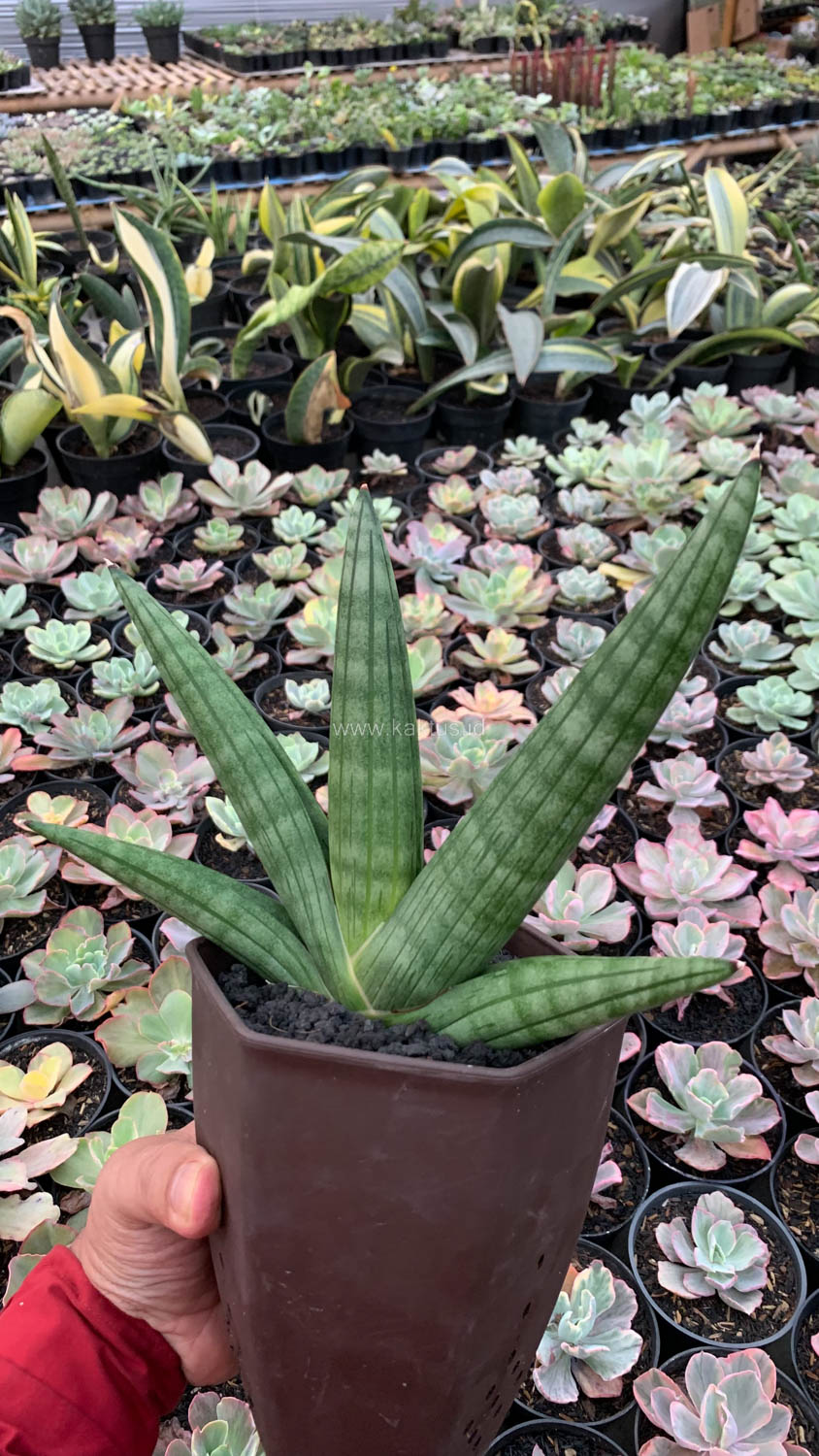 1138. Sansevieria Vienna Mutation - Image 5