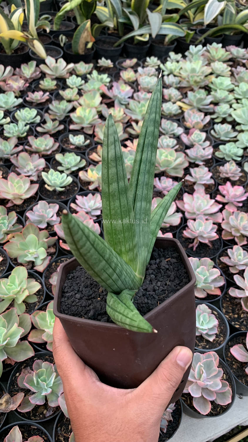 1138. Sansevieria Vienna Mutation - Image 2