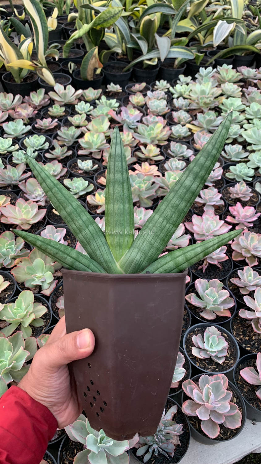 1138. Sansevieria Vienna Mutation - Image 6
