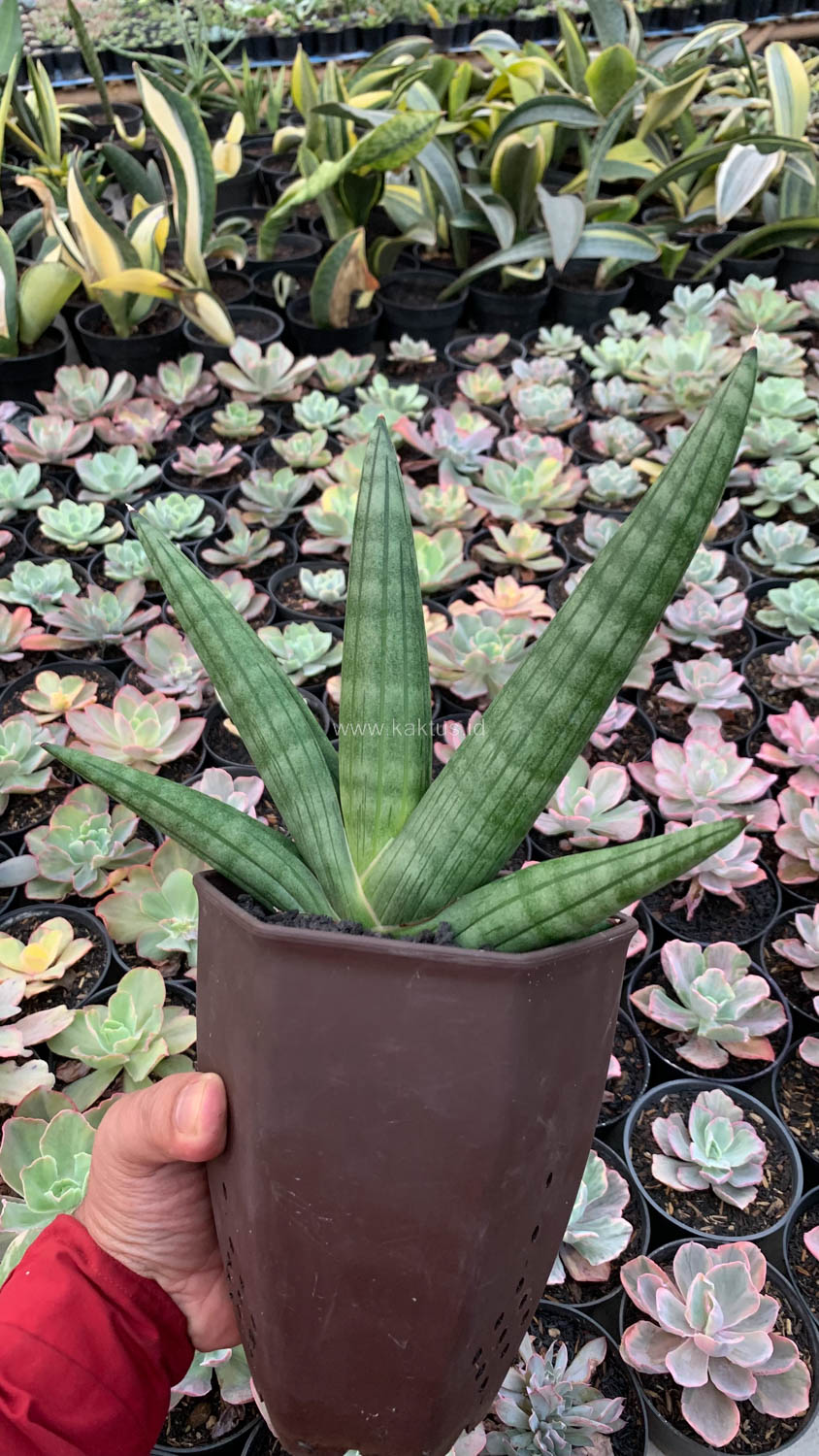 1138. Sansevieria Vienna Mutation - Image 7