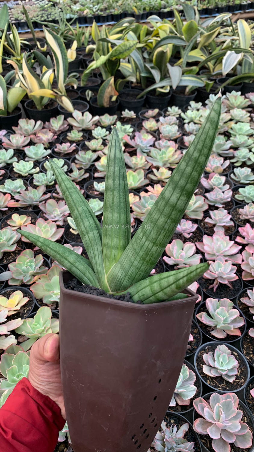 1138. Sansevieria Vienna Mutation - Image 8