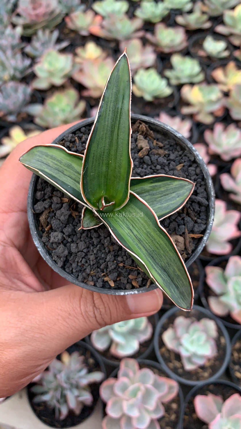 1139. Sansevieria Dragon Green Clone Embosss White Variegated - Image 4