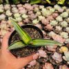 1139. Sansevieria Dragon Green Clone Embosss White Variegated