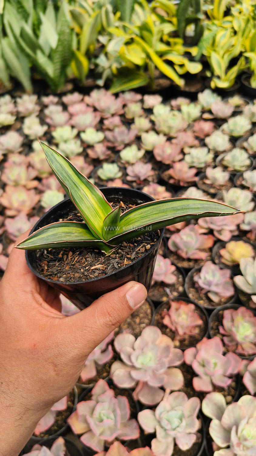 1139. Sansevieria Dragon Green Clone Embosss White Variegated - Image 3
