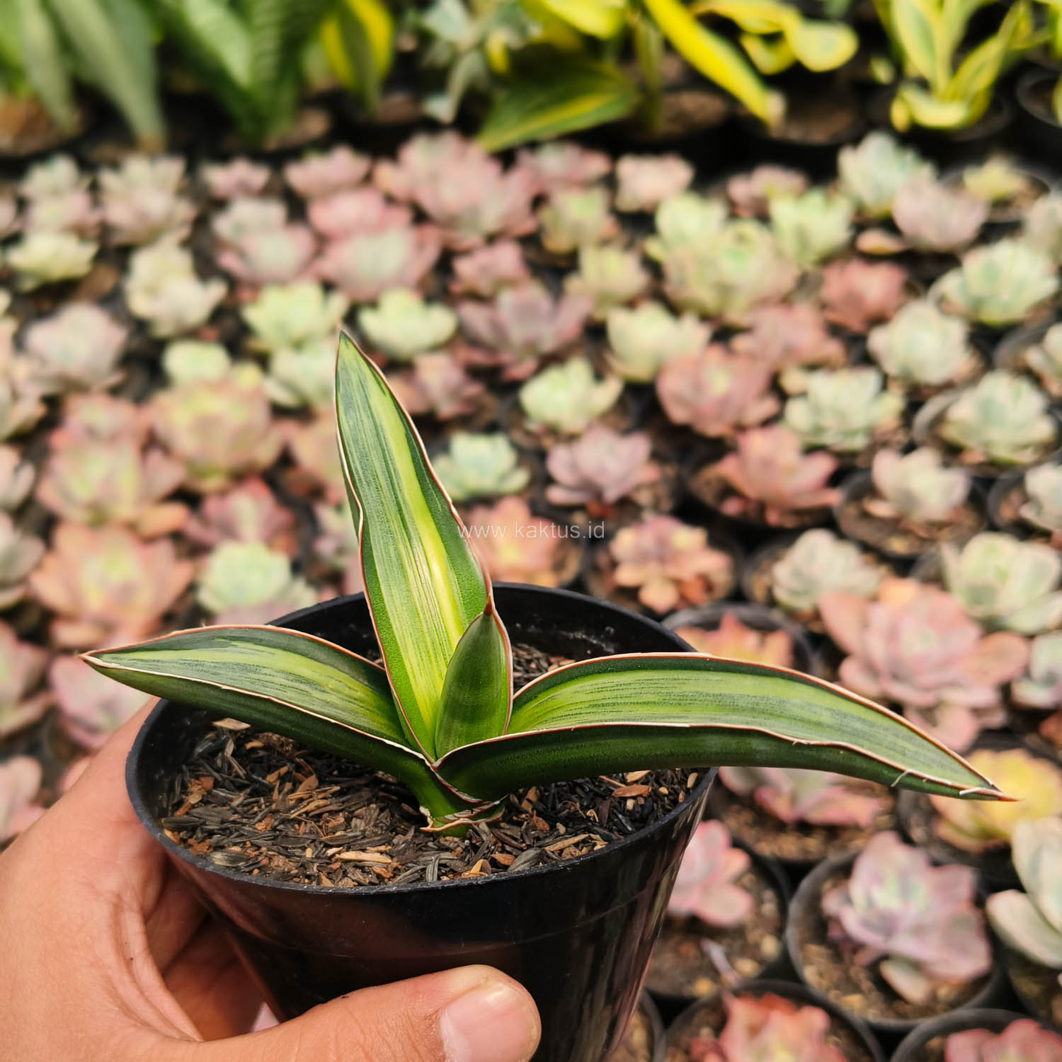 1139. Sansevieria Dragon Green Clone Embosss White Variegated - Image 5