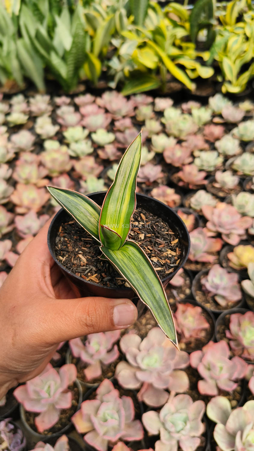 1139. Sansevieria Dragon Green Clone Embosss White Variegated - Image 7