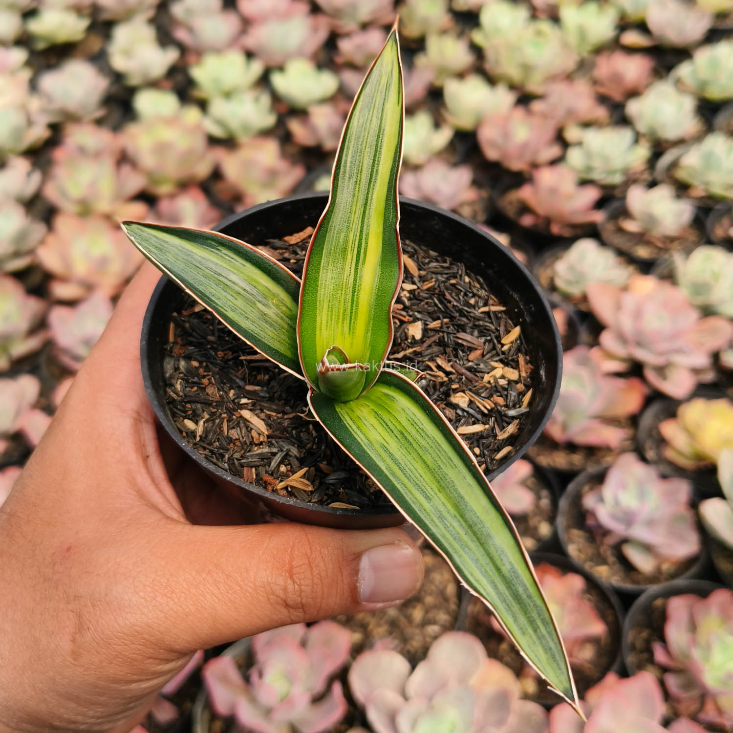 1139. Sansevieria Dragon Green Clone Embosss White Variegated - Image 9