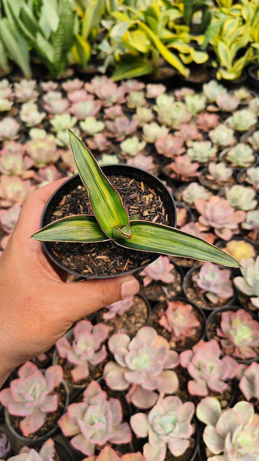 1139. Sansevieria Dragon Green Clone Embosss White Variegated - Image 13