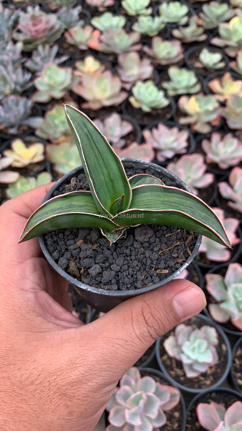 1139. Sansevieria Dragon Green Clone Embosss White Variegated - Image 6