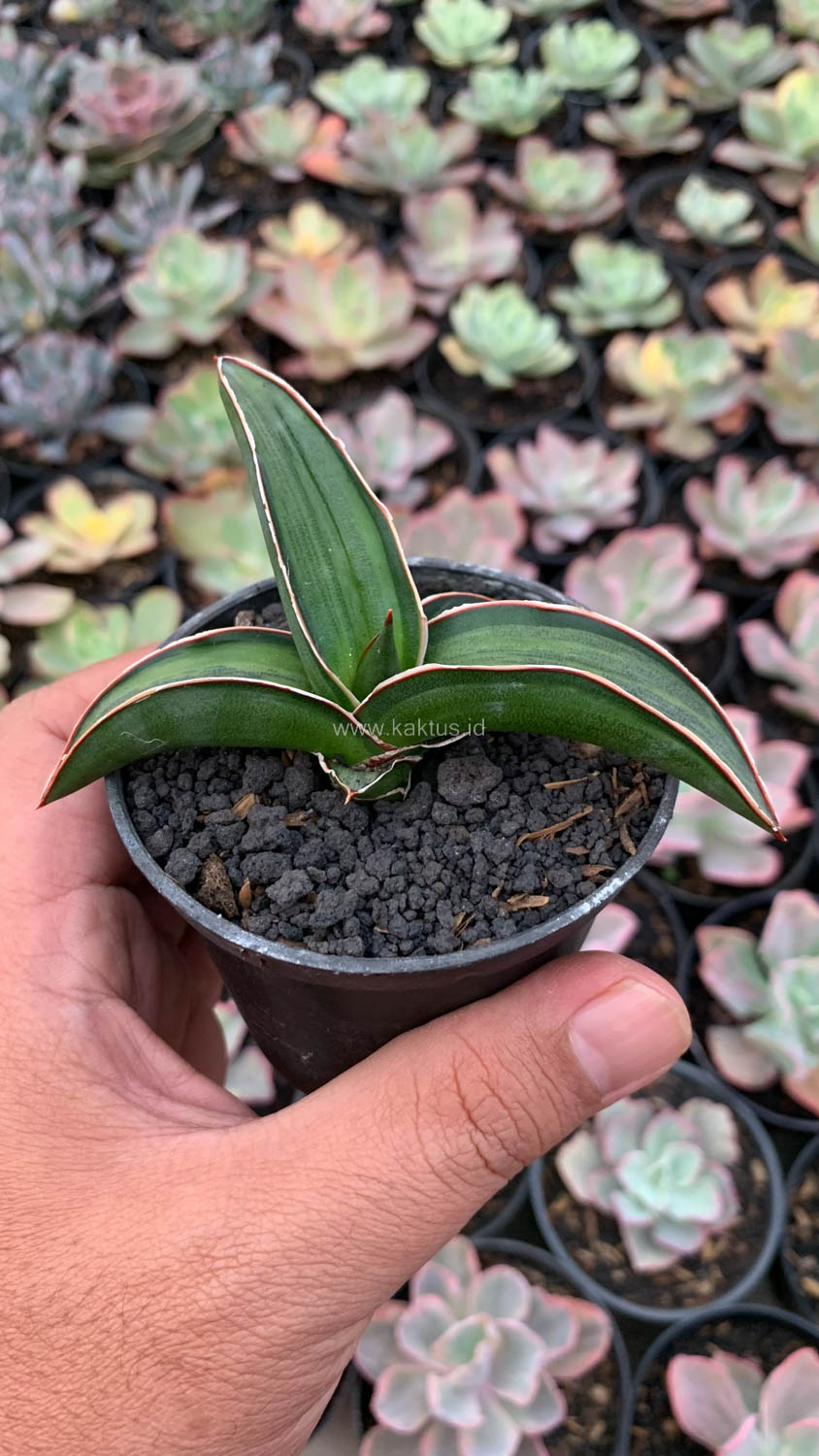 1139. Sansevieria Dragon Green Clone Embosss White Variegated - Image 8