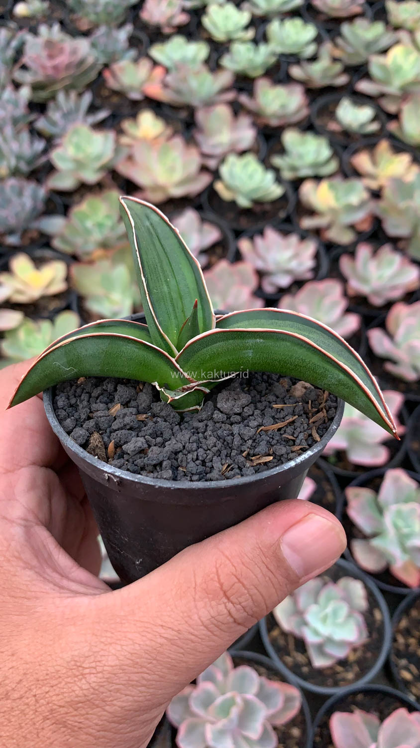 1139. Sansevieria Dragon Green Clone Embosss White Variegated - Image 10