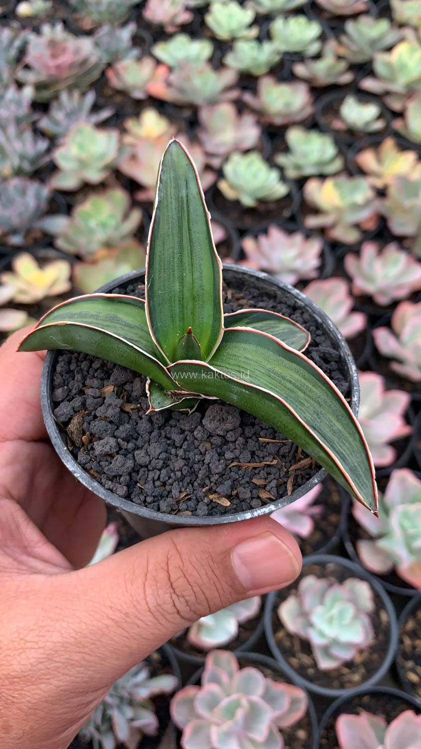 1139. Sansevieria Dragon Green Clone Embosss White Variegated - Image 11