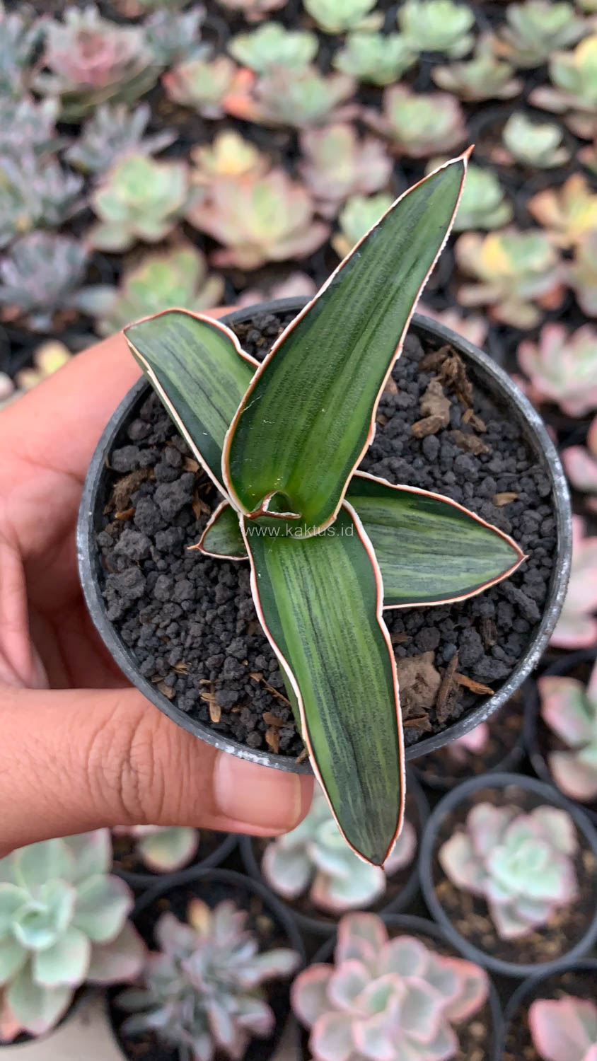 1139. Sansevieria Dragon Green Clone Embosss White Variegated - Image 12