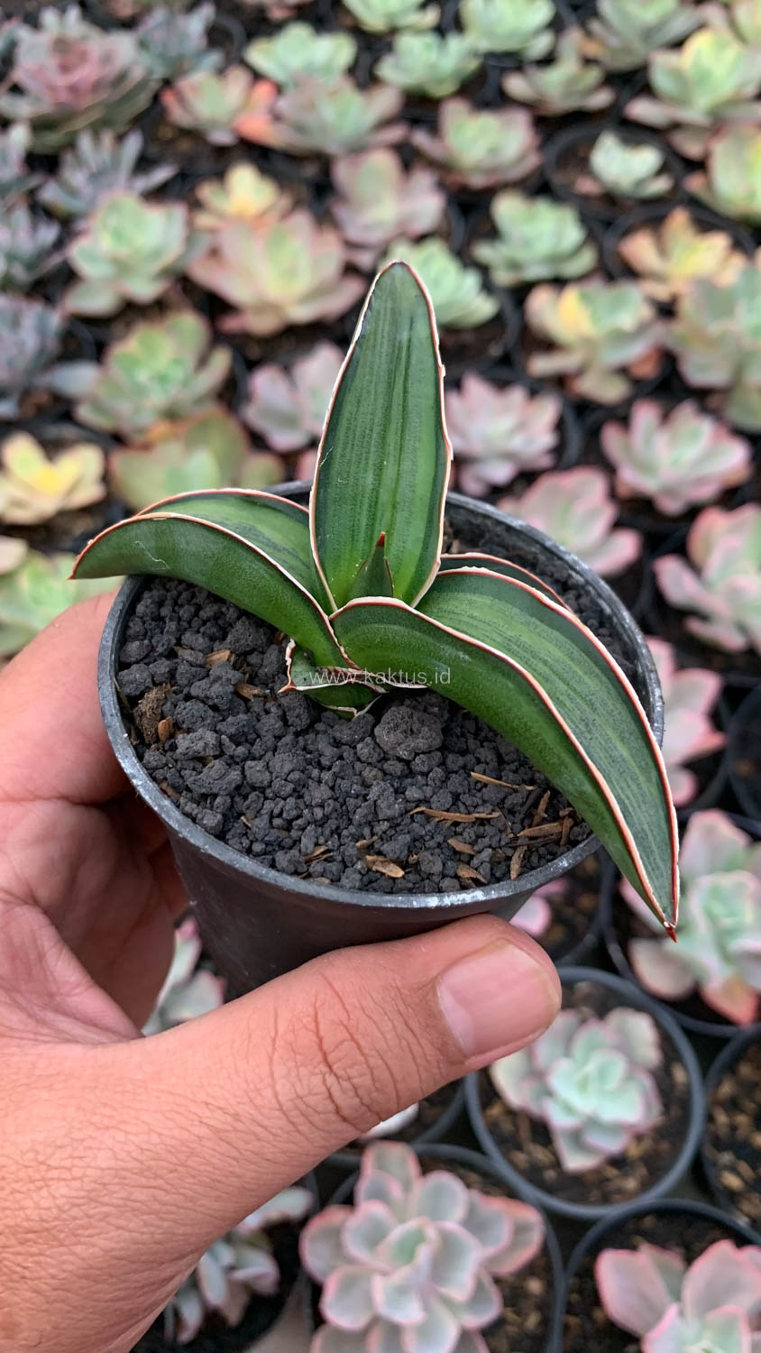 1139. Sansevieria Dragon Green Clone Embosss White Variegated - Image 2