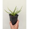 1141. Sansevieria Rudal