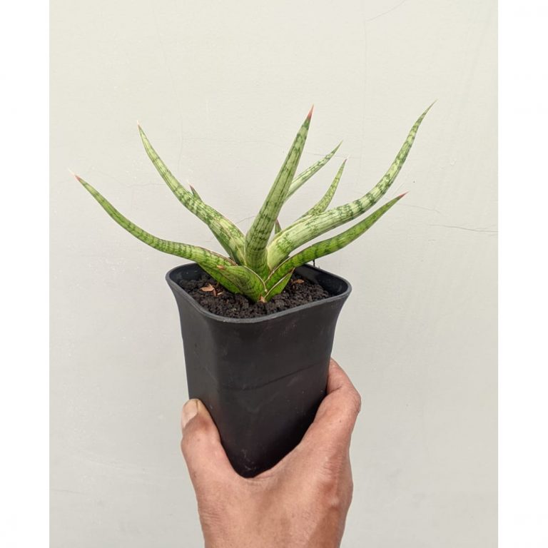 1141. Sansevieria Rudal