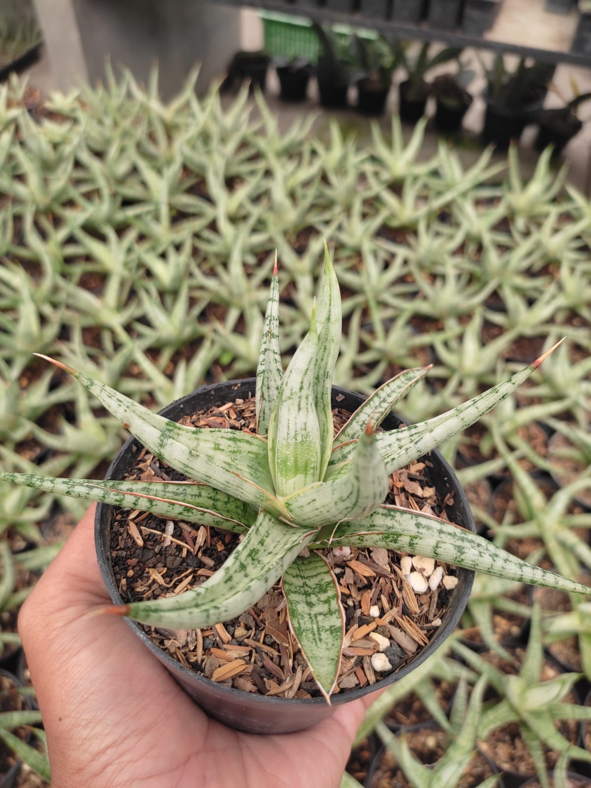 1141. Sansevieria Rudal - Image 2