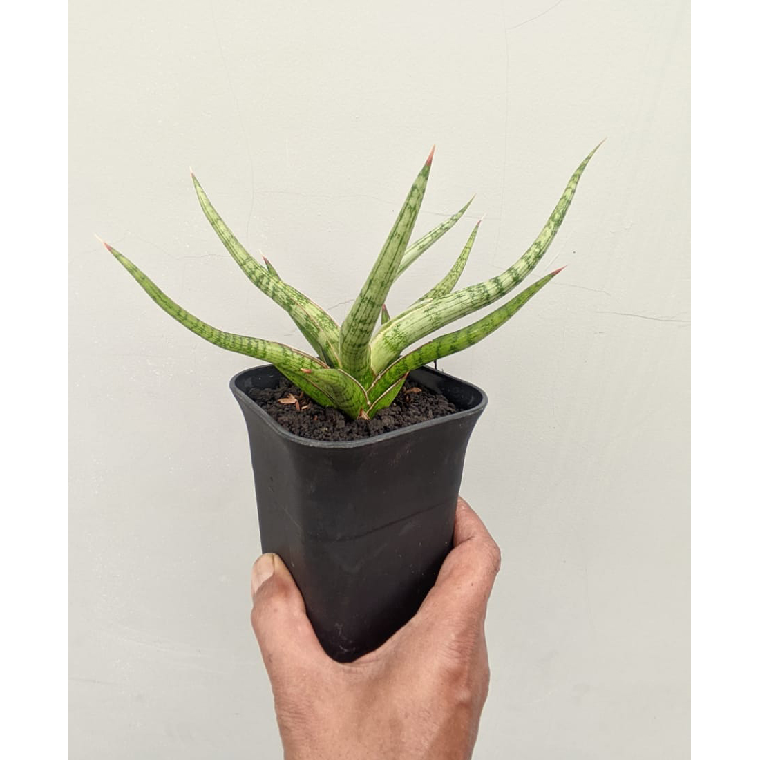 1141. Sansevieria Rudal