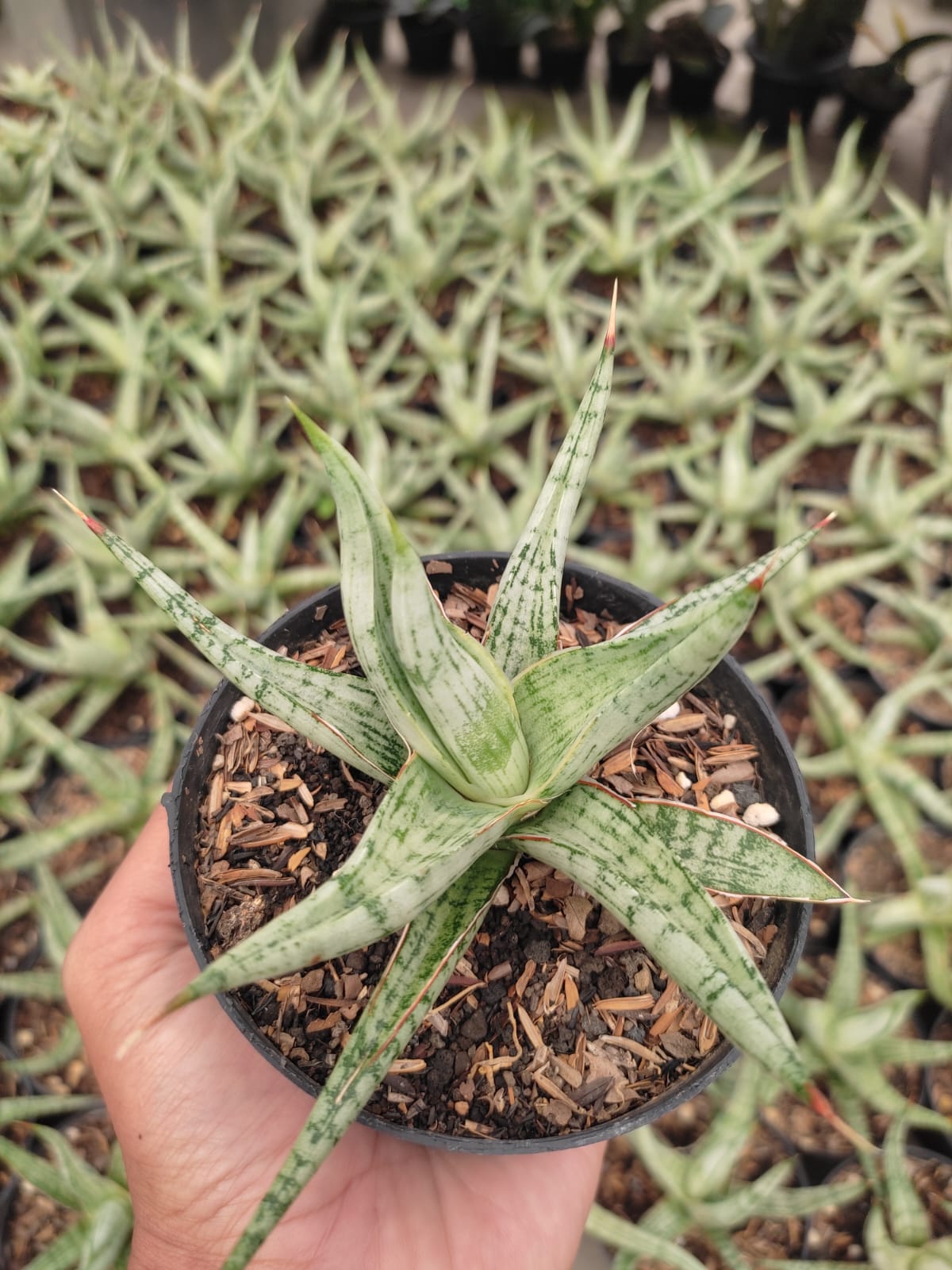 1141. Sansevieria Rudal - Image 3