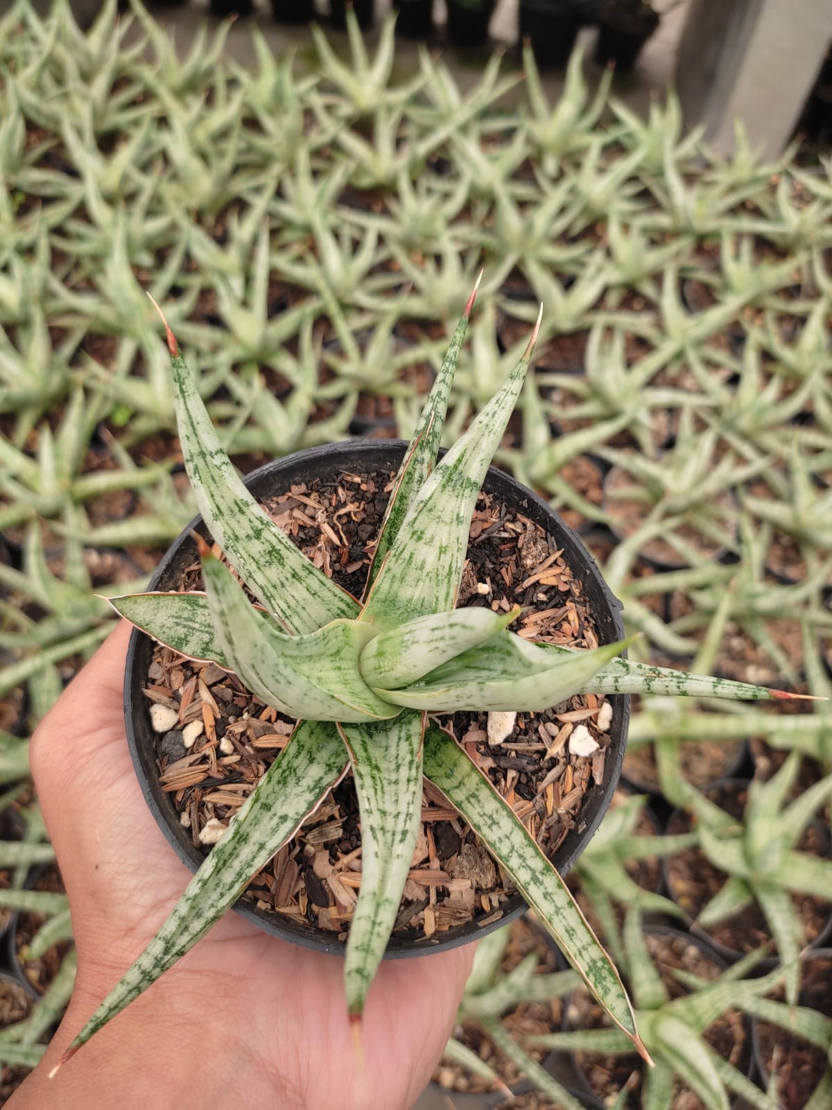 1141. Sansevieria Rudal - Image 4