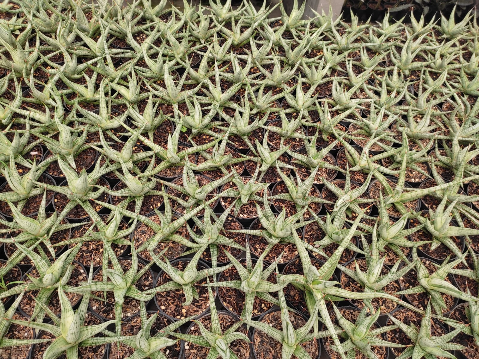 1141. Sansevieria Rudal - Image 5