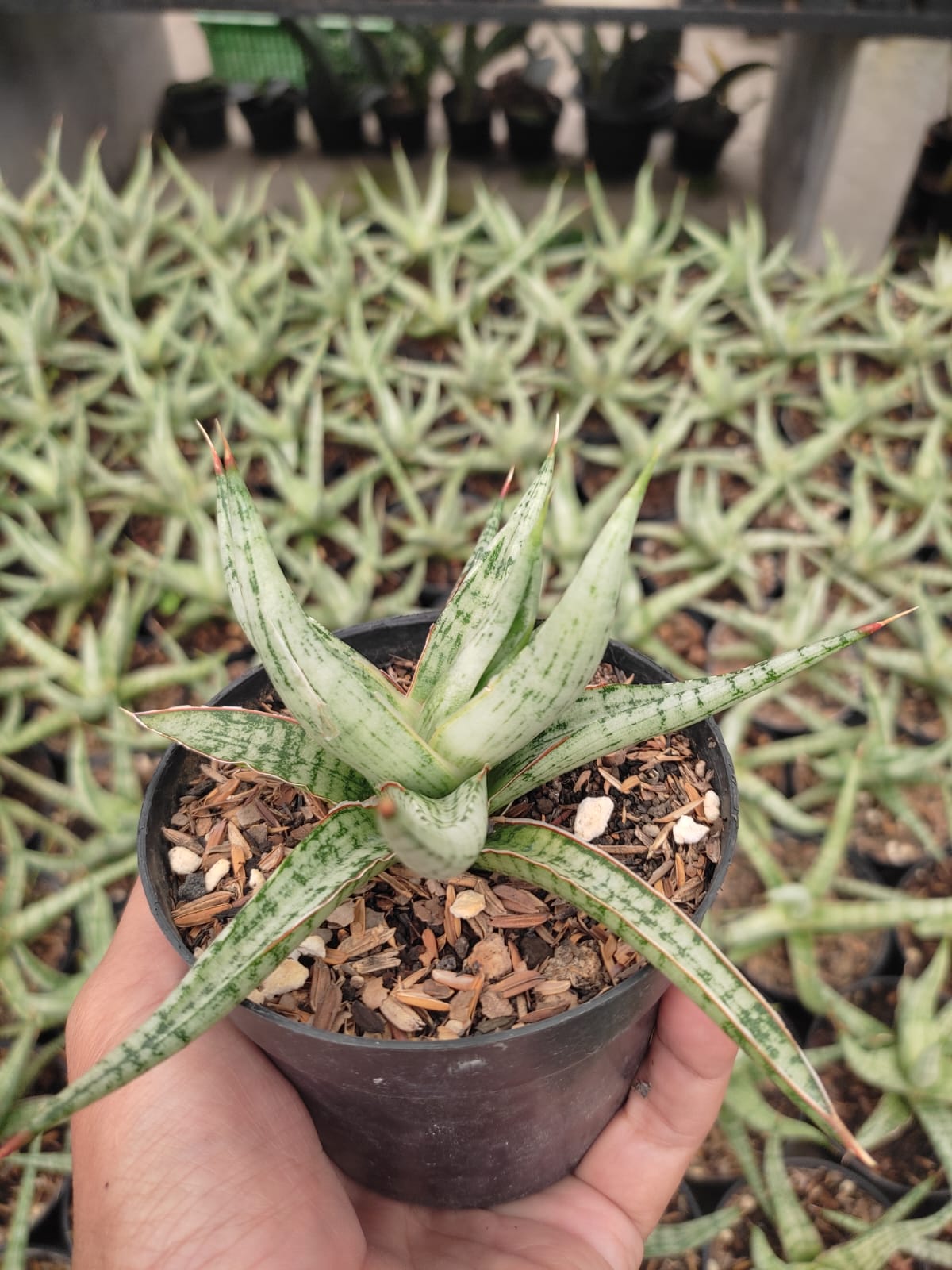 1141. Sansevieria Rudal - Image 6