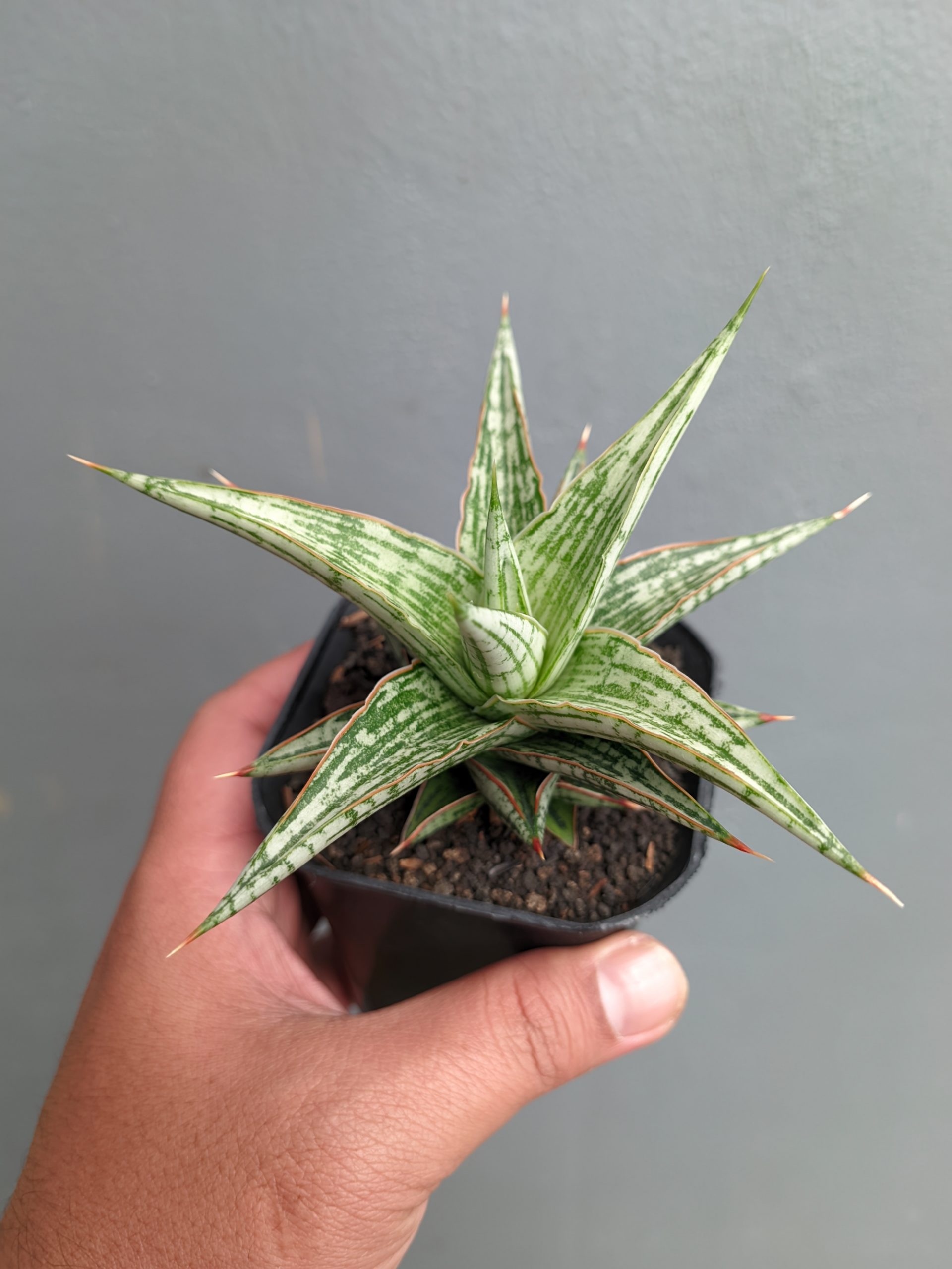 1142. Sansevieria Lawang - Image 3