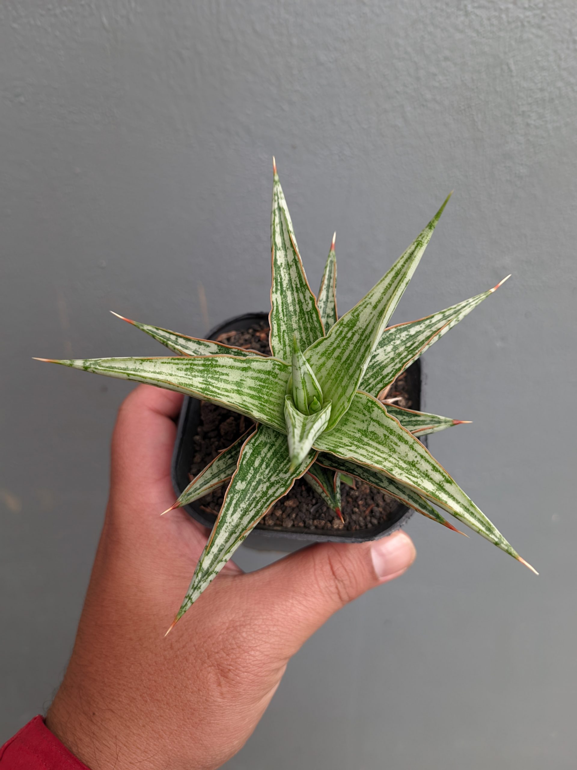 1142. Sansevieria Lawang - Image 4