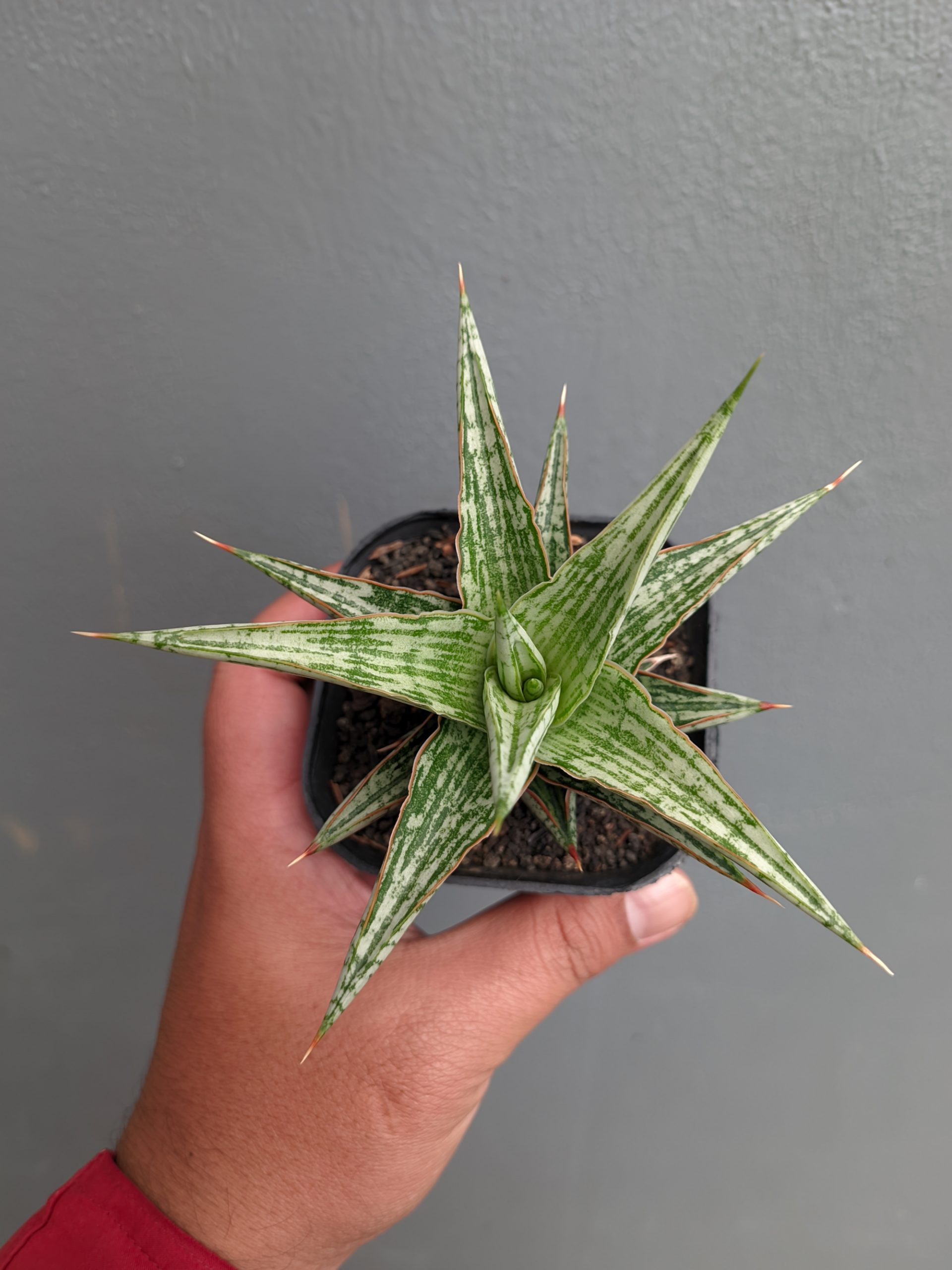 1142. Sansevieria Lawang - Image 5