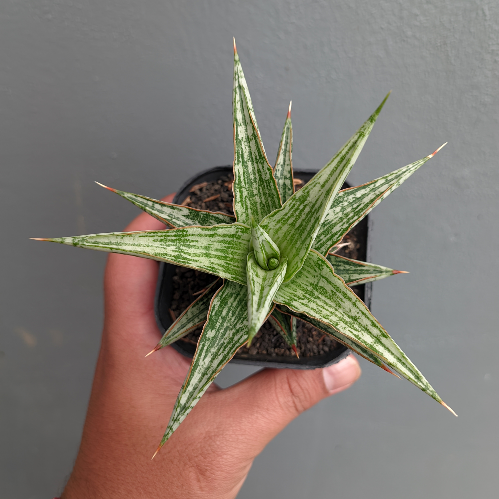 1142. Sansevieria Lawang - Image 6