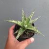 1142. Sansevieria Lawang