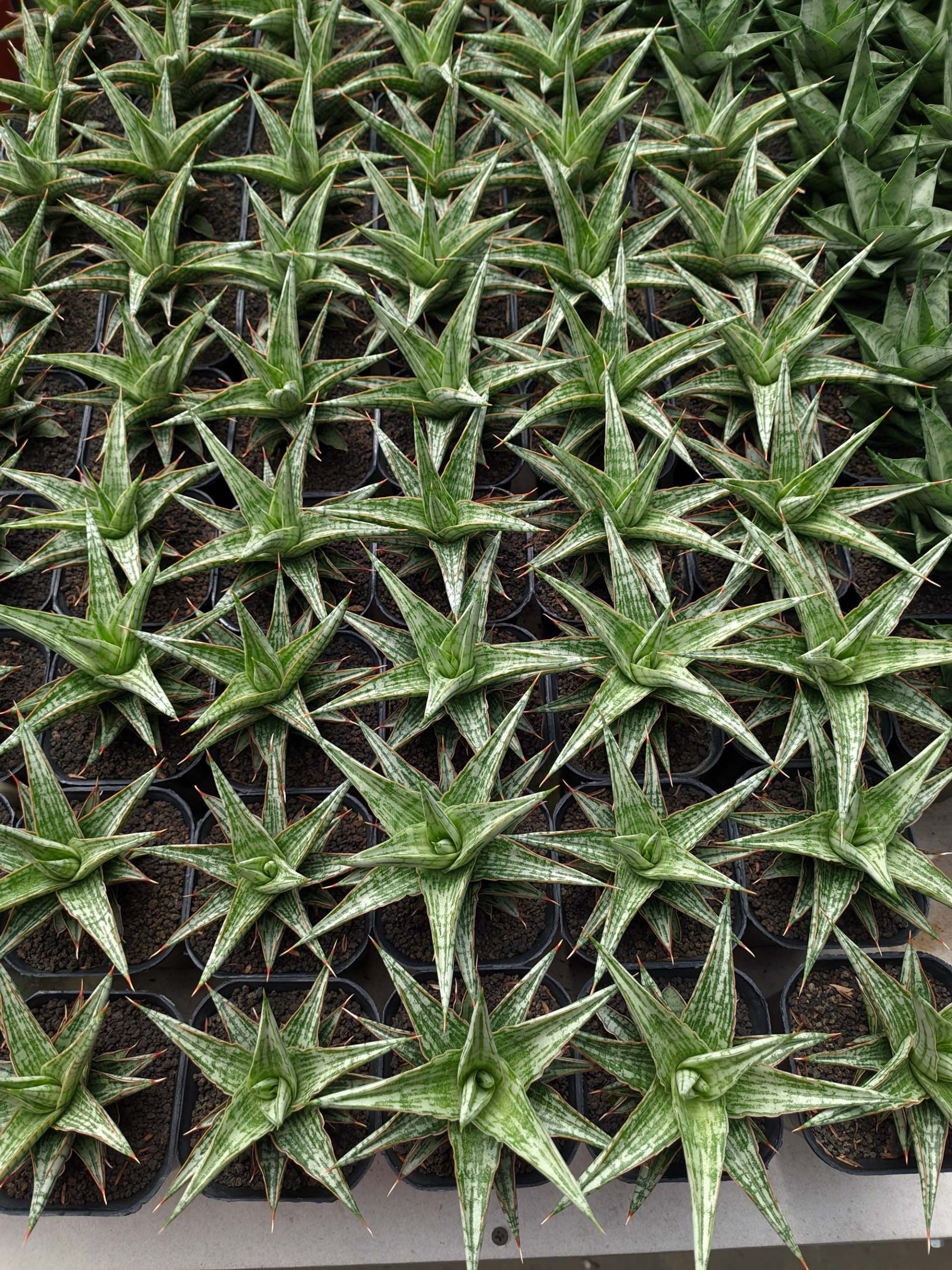 1142. Sansevieria Lawang - Image 2