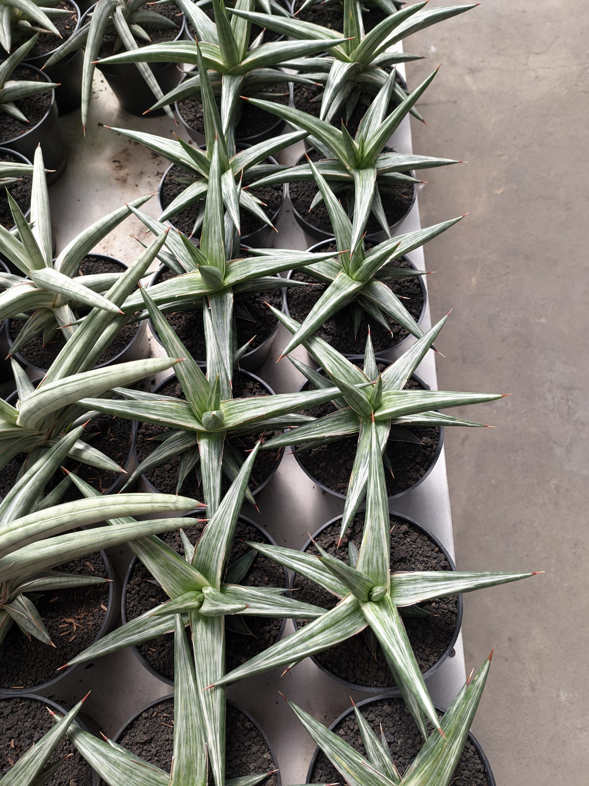 1143. Sansevieria All Night Star - Image 2