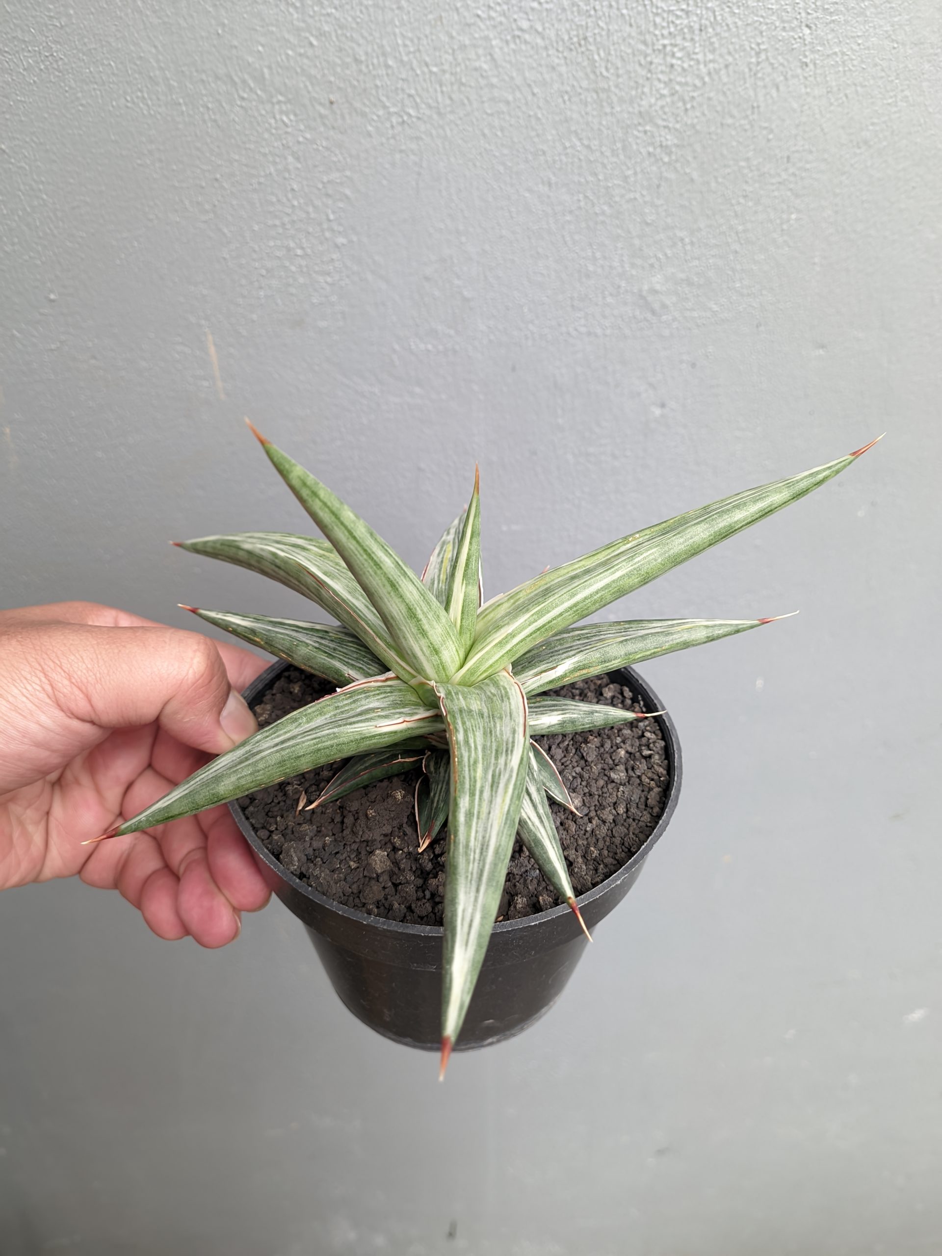 1143. Sansevieria All Night Star - Image 11