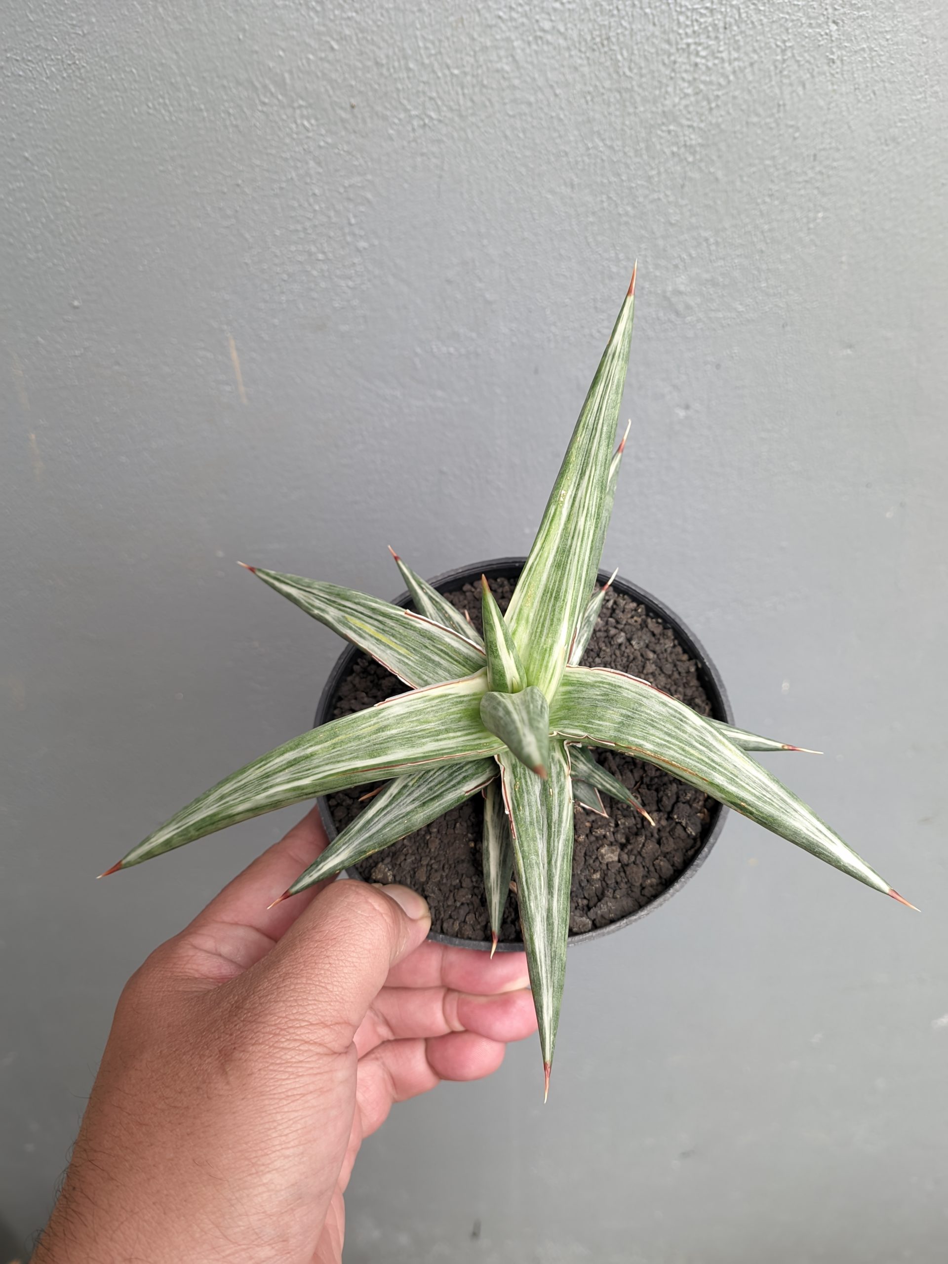 1143. Sansevieria All Night Star - Image 3