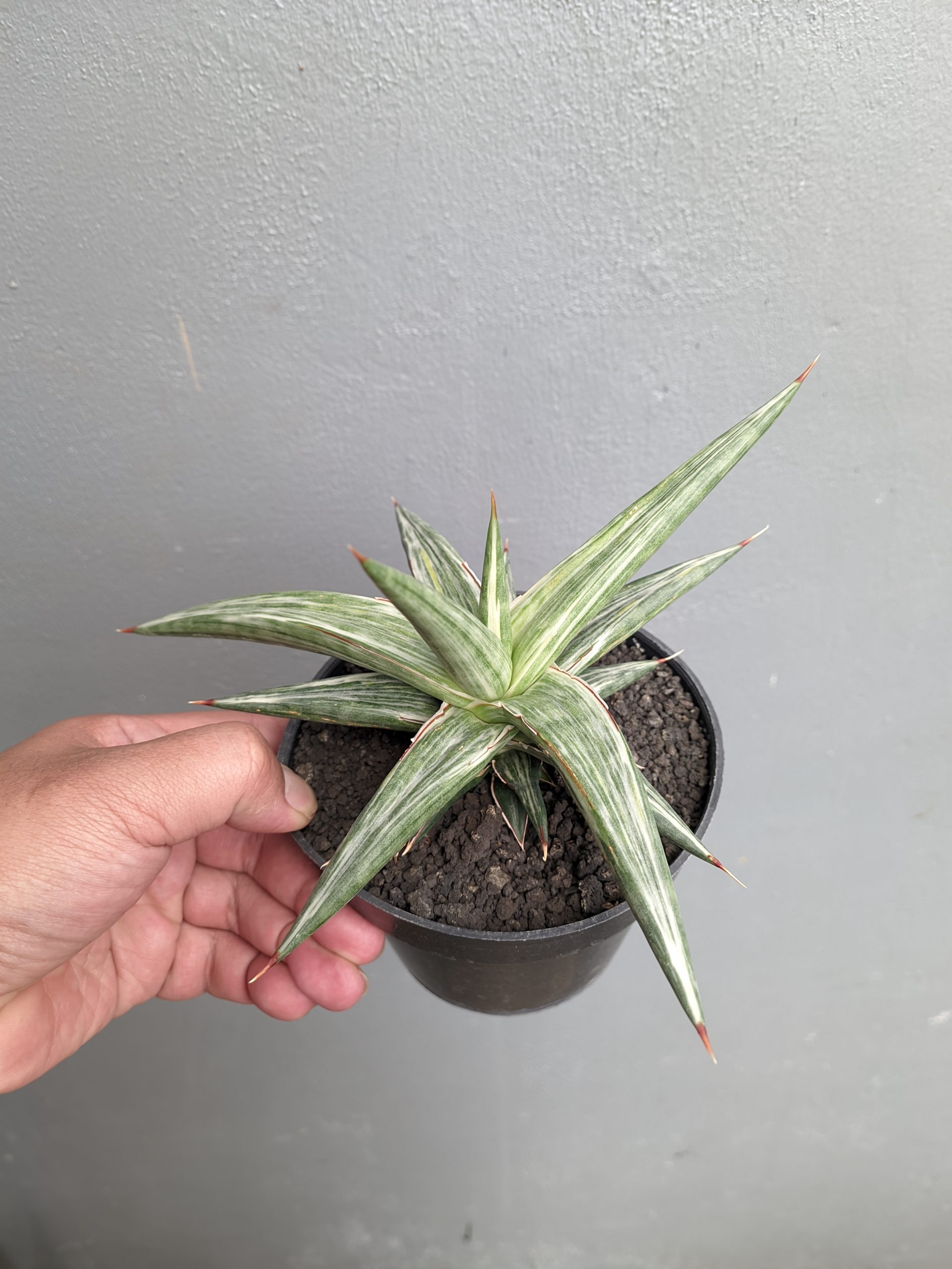 1143. Sansevieria All Night Star - Image 4