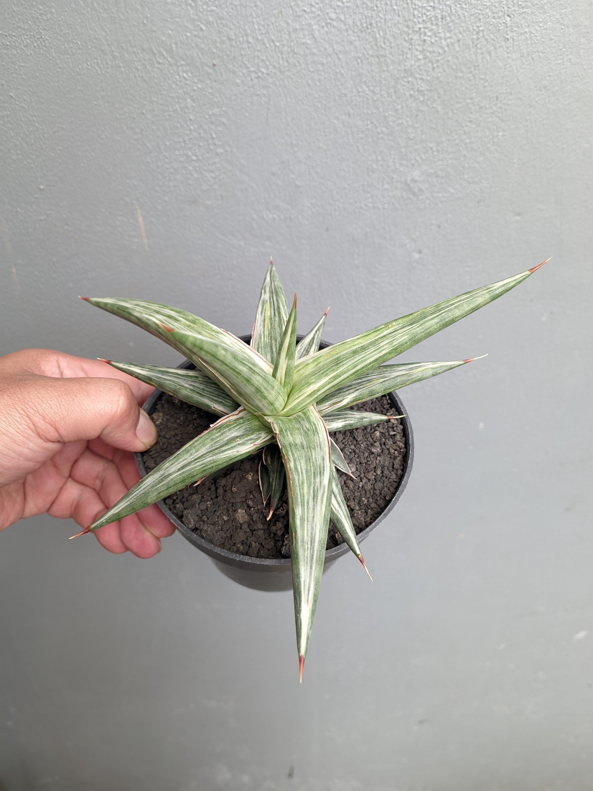 1143. Sansevieria All Night Star - Image 5
