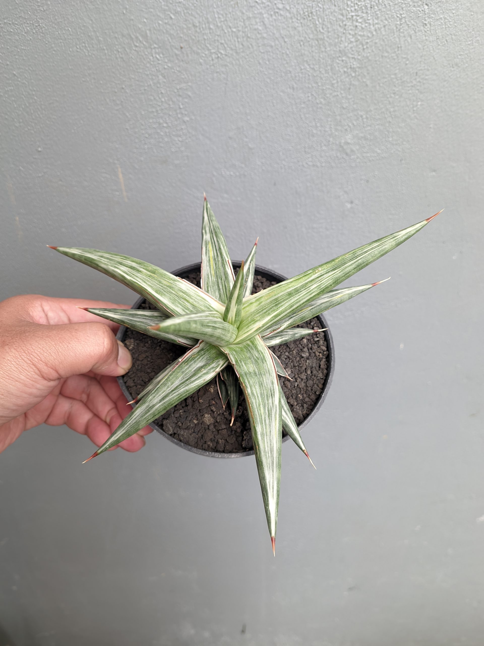 1143. Sansevieria All Night Star - Image 6