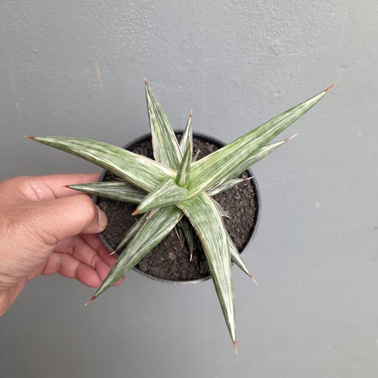 1143. Sansevieria All Night Star