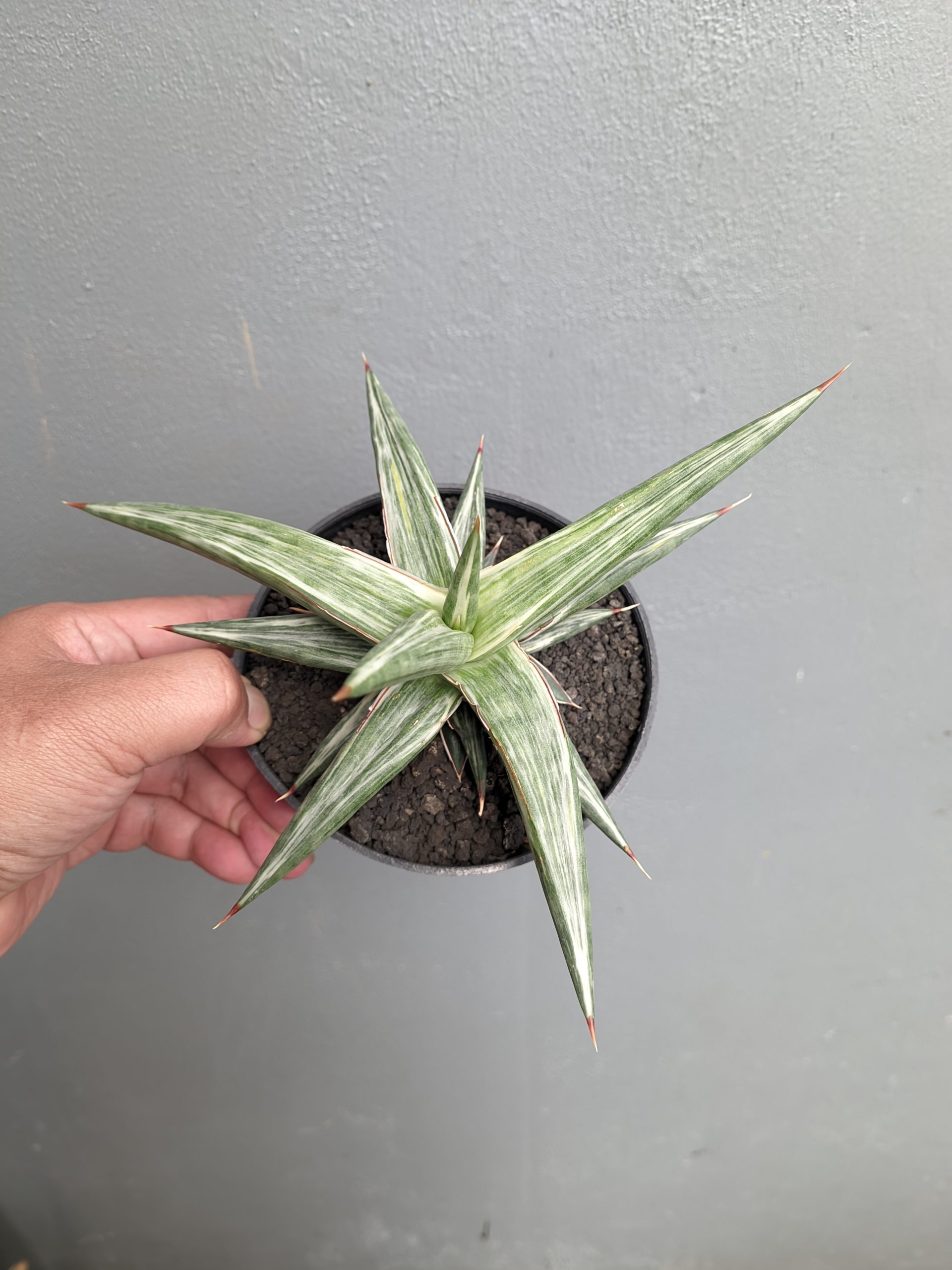 1143. Sansevieria All Night Star - Image 7