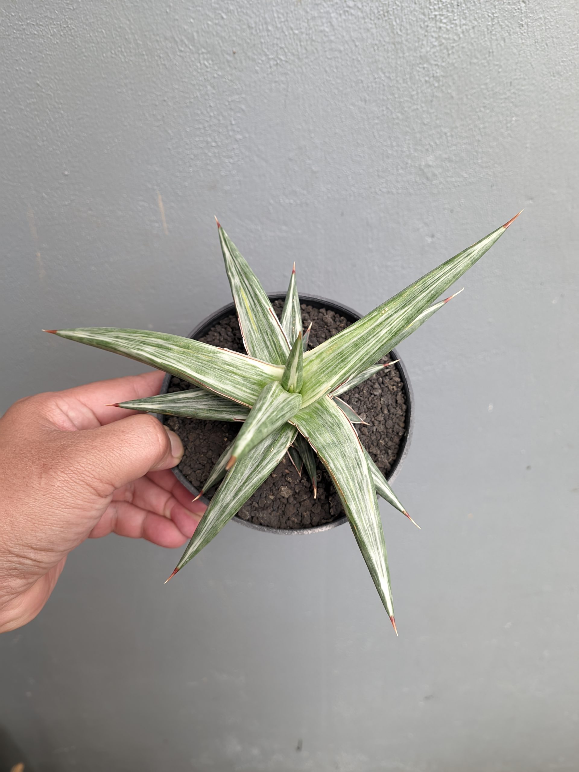 1143. Sansevieria All Night Star - Image 8
