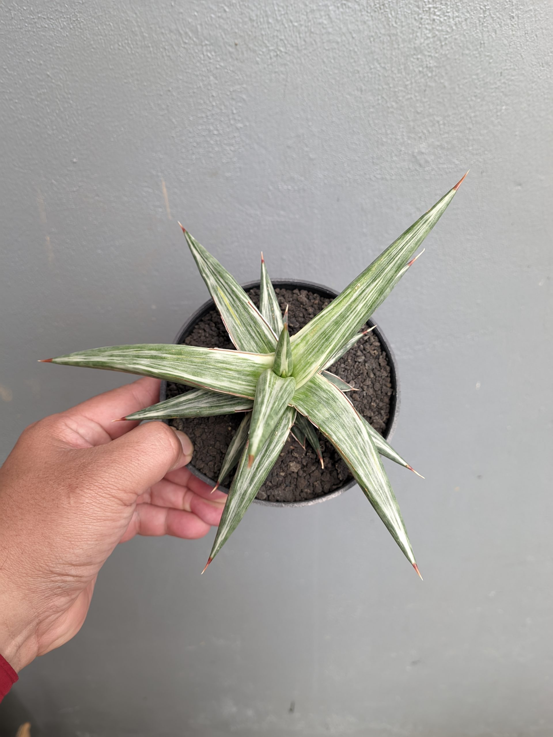 1143. Sansevieria All Night Star - Image 9