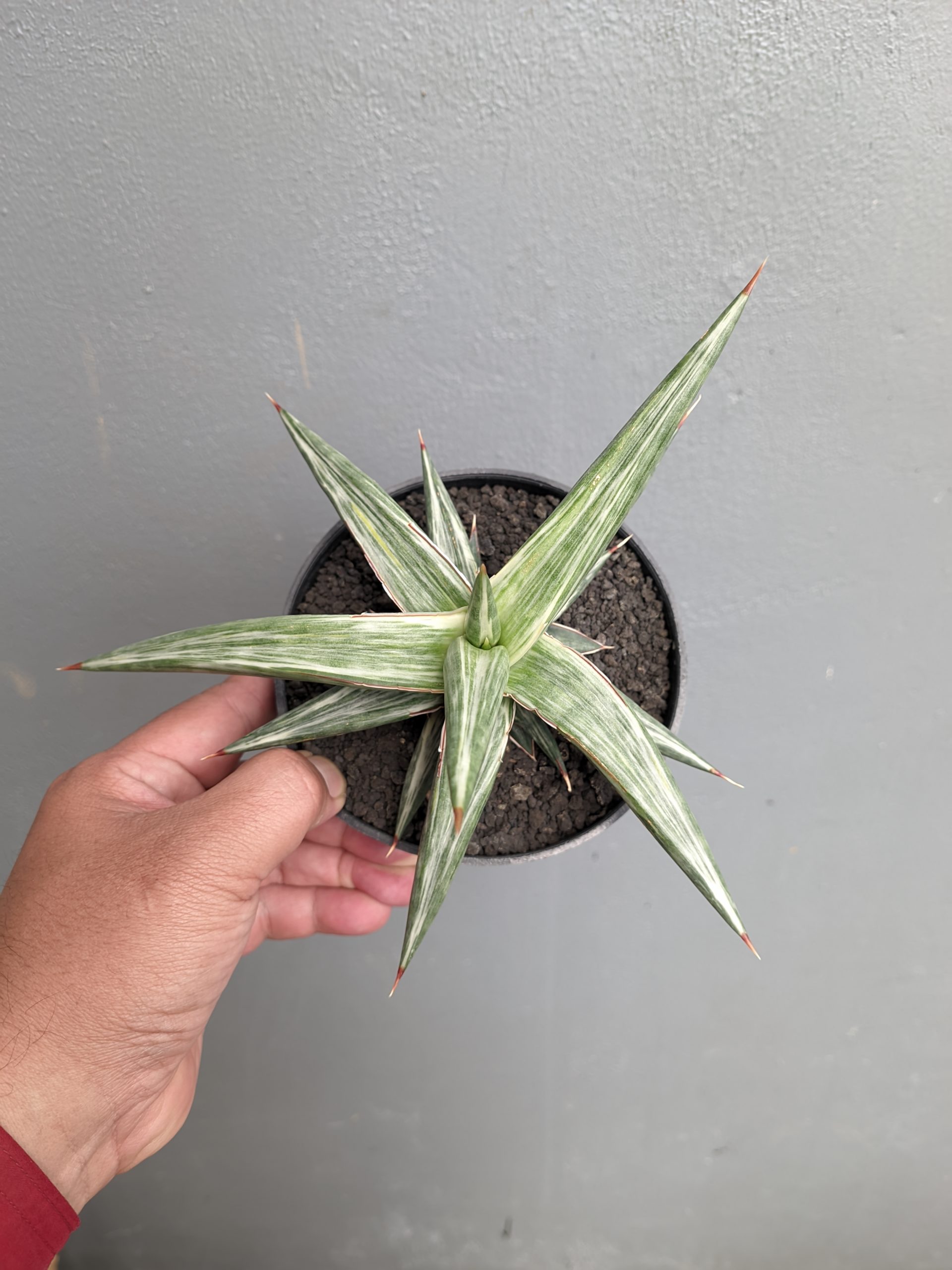 1143. Sansevieria All Night Star - Image 10