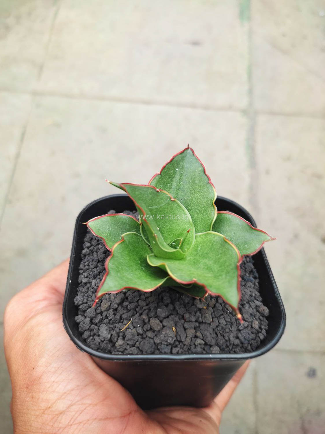 1144. Sansevieria Gea - Image 4