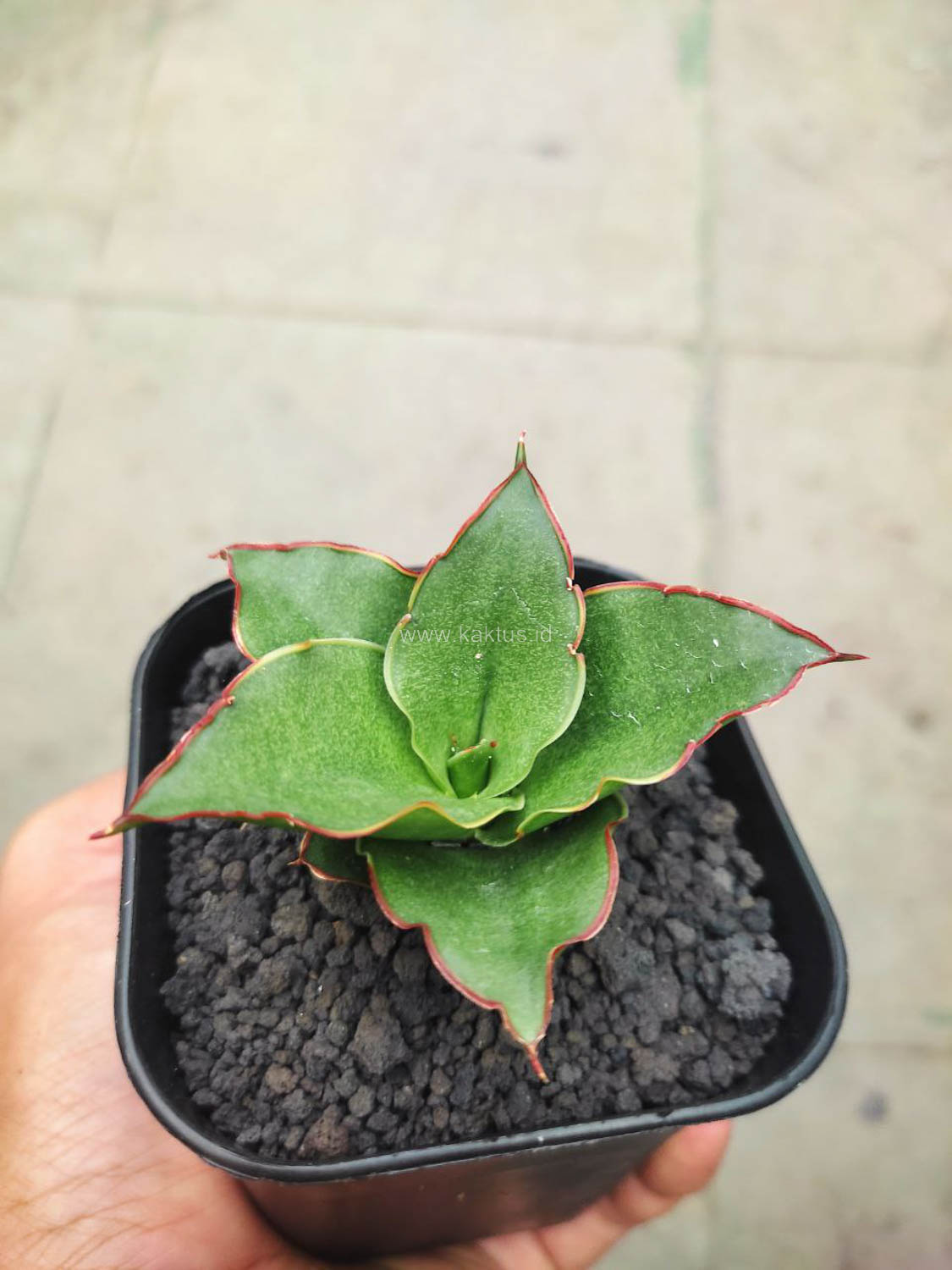 1144. Sansevieria Gea - Image 2